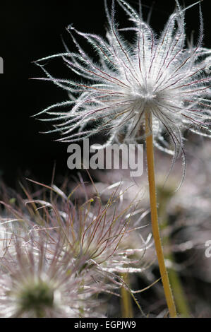 Pasque flower, Pulsatilla vulgaris rubra, fermer cropped Vue de côté plusieurs fluffy sedheads contre black, un relevé plus haut au-dessus de l'autres. Banque D'Images