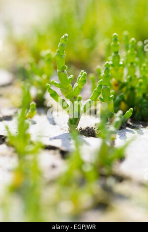 Salicornes, Salicornia europaea, Fermer Vue de côté plusieurs tiges succulentes vert vif qui sortent d'une croûte sèche la masse. Banque D'Images