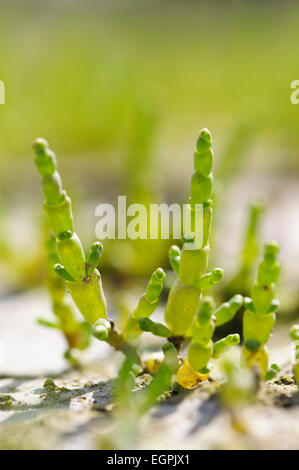 Salicornes, Salicornia europaea, Fermer Vue de côté plusieurs tiges succulentes vert vif qui sortent d'une croûte sèche la masse. Banque D'Images