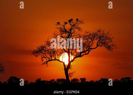 Coucher de soleil derrière l'arbre avec les gîtes du Parc National Kruger Pintade de l'Afrique du Sud Banque D'Images