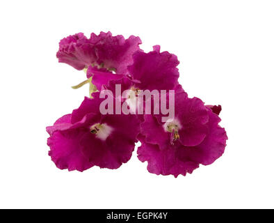 Fleur violette isolé sur fond blanc Banque D'Images