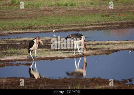 Cigognes marabout reflétant dans l'eau avec leurs pattes grises maintenant blanc avec une couche de leurs propres excréments au Botswana Banque D'Images