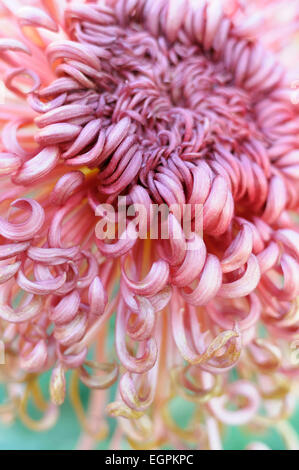 Cultivar de chrysanthème, de fermer un shaggy rose fleur avec pétales recourbés vers l'intérieur de masses, avec turquiose derrière. Banque D'Images