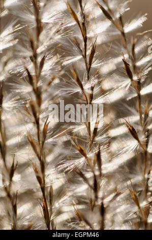 Eulalia herbe, Miscanthus sinensis 'Kleine Silberspinne', fermer abstract pattern de roulement fluffy seeds frondes, rétroéclairé. Banque D'Images