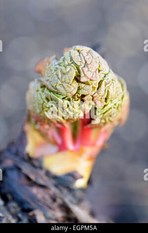 La rhubarbe, Rheum rhabarbarum, nouveau grouth sortant d'surroundungs gris, avec les feuilles et comprimé à semblable à un cerveau. Banque D'Images