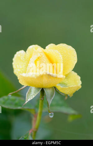 Rose, Rosa 'Golden smiles", près d'un point de vue ouverture fleur jaune, couverte de givre. Banque D'Images