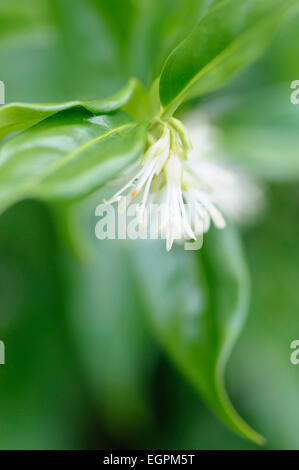 Sarcococca confusa, fort doux, proche de la culture des fleurs blanches parfumées et feuilles lustrées. Banque D'Images