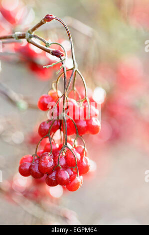 Viorne Viburnum, Birchleaf betulifolium, fermer la vue des grappes de baies rouge vif. Banque D'Images