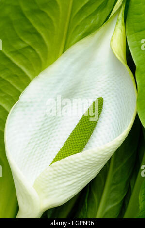 Les Cabbge, Lysichiton americanus, Close up montrant petail blanc et vert étamine. Banque D'Images