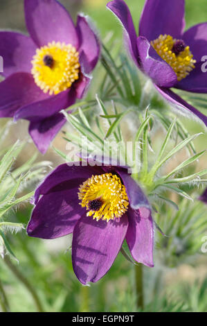 Pasque flower, Pulsatilla vulgaris, légèrement Vue de dessus de 3 fleurs bourgogne profonde ouverte montrant les étamines jaune vif, entouré de feuillage poilu, dans la lumière du soleil. Banque D'Images