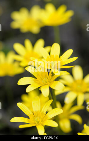 Lesser celandine, Ranunculus ficaria 'coquine' effrontée, plusieurs forme daisy fleurs jaunes à étamines jaunes. Banque D'Images