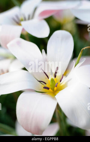 Tulip, Tulipa 'Lady Jane'. Vue de dessus d'une fleur blanche complètement ouverte avec étamines jaunes tipped de Brown, d'autres derrière, Banque D'Images