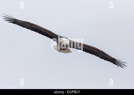 Un vol d'aigles à tête blanche. Banque D'Images