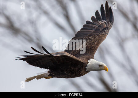 Un vol d'aigles à tête blanche. Banque D'Images