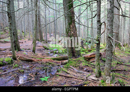 Ruisseau dans la forêt de conifères sur le sentier du lac Avalanche dans le parc national des Glaciers Banque D'Images