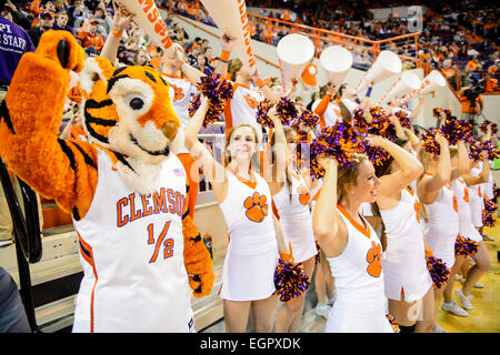 28 février 2015 : Clemson Cheerleaders et le Tiger Cub effectuer pendant un délai d'attente au cours de la 2e moitié de l'action entre Georgia Tech et Clemson Tigers à Littlejohn Coliseum à Clemson, SC. Défaites Clemson Georgia Tech 70-63. Banque D'Images