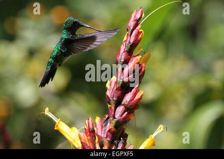 Port of Spain, Trinité-et-Tobago. Mar 8, 2015. Un colibri ressemble à des fins alimentaires dans Asa Wright Nature Centre à Arima, Trinité-et-Tobago, le 8 mars 2015. Credit : Gao Xing/Xinhua/Alamy Live News Banque D'Images