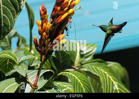 Port of Spain, Trinité-et-Tobago. Mar 8, 2015. Un colibri ressemble à des fins alimentaires dans Asa Wright Nature Centre à Arima, Trinité-et-Tobago, le 8 mars 2015. Credit : Gao Xing/Xinhua/Alamy Live News Banque D'Images