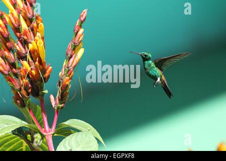 Port of Spain, Trinité-et-Tobago. Mar 8, 2015. Un colibri ressemble à des fins alimentaires dans Asa Wright Nature Centre à Arima, Trinité-et-Tobago, le 8 mars 2015. Credit : Gao Xing/Xinhua/Alamy Live News Banque D'Images