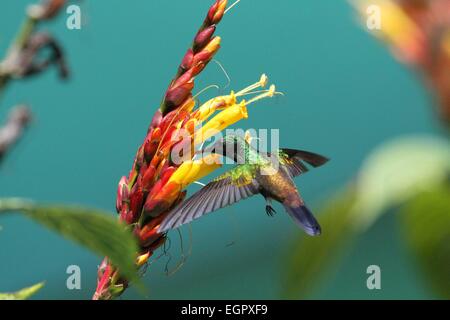 Port of Spain, Trinité-et-Tobago. Mar 8, 2015. Un colibri ressemble à des fins alimentaires dans Asa Wright Nature Centre à Arima, Trinité-et-Tobago, le 8 mars 2015. Credit : Gao Xing/Xinhua/Alamy Live News Banque D'Images