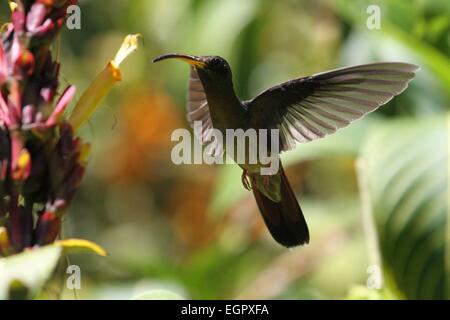 Port of Spain, Trinité-et-Tobago. Mar 8, 2015. Un colibri ressemble à des fins alimentaires dans Asa Wright Nature Centre à Arima, Trinité-et-Tobago, le 8 mars 2015. Credit : Gao Xing/Xinhua/Alamy Live News Banque D'Images