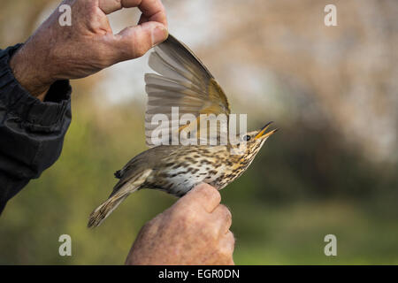 L'inspection d'un scientifique de grive musicienne (Turdus philomelos). Cet oiseau habite les forêts, les haies et les jardins clos, et rss o Banque D'Images