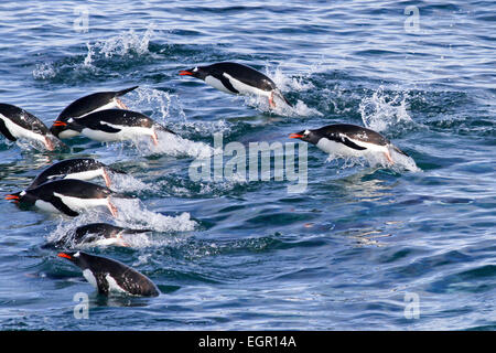 Manchots papous (Pygoscelis papua). nager dans l'océan. Manchots croître en longueurs de 70 centimètres et vivre dans un grand c Banque D'Images