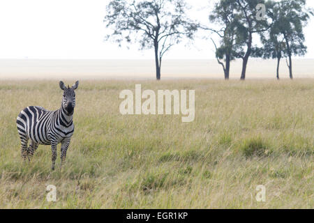 Zebra debout dans le Masai Mara - Kenya Banque D'Images