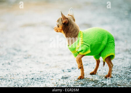 Belle petite Chihuahua Dog habillés en tenue, d'un séjour au printemps en plein air Banque D'Images