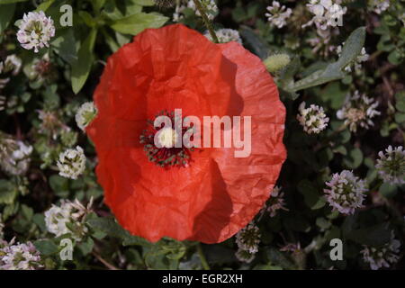 La paille de pavot rouge type (Pivoine) en pleine floraison Banque D'Images