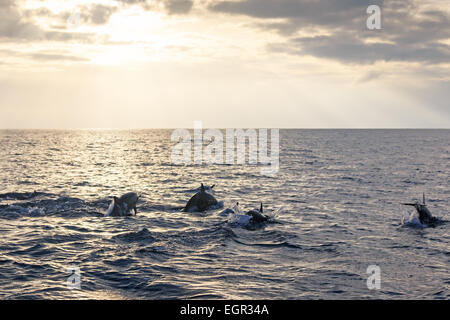 Belle piscine les dauphins au lever du soleil dans les Philippines Banque D'Images
