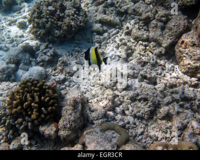 Idole maure Zanclus cornutus piscine près de récifs coralliens dans les Maldives Banque D'Images