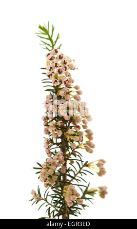 Erica arborea, Heath, arbre isolé sur fond blanc Banque D'Images