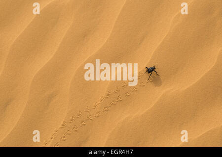 Adesmia dilatata ponderosa sur une dune de sable. Photographié en Israël en Janvier Banque D'Images