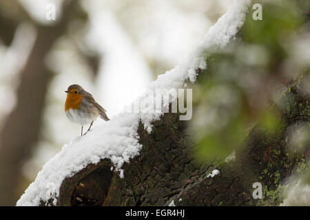 European Robin (Erithacus rubecula aux abords) perché sur une branche dans la neige, photographiés en Israël en Janvier Banque D'Images