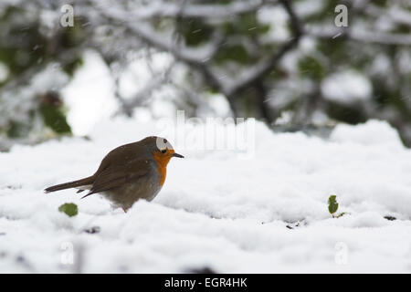 European Robin (Erithacus rubecula aux abords) perché sur une branche dans la neige, photographiés en Israël en Janvier Banque D'Images