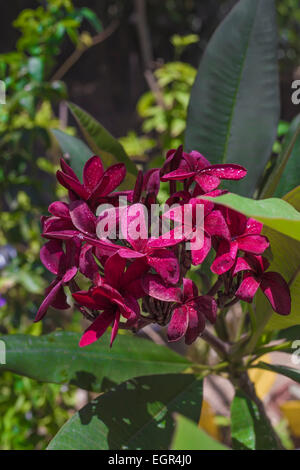 Fleurs de frangipanier rouge photographié dans un jardin botanique, Eilat Banque D'Images