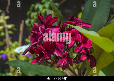 Fleurs de frangipanier rouge photographié dans un jardin botanique, Eilat Banque D'Images