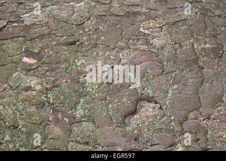 Close-up de l'écorce des arbres, l'arrière-plan Banque D'Images