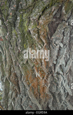 Close-up de l'écorce des arbres, l'arrière-plan Banque D'Images