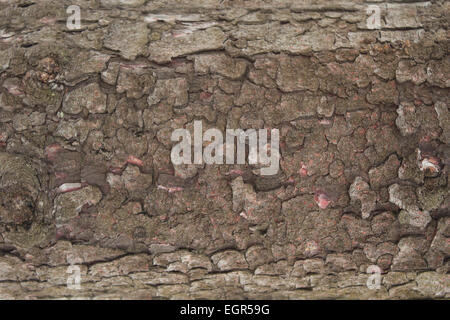 Close-up de l'écorce des arbres, l'arrière-plan Banque D'Images