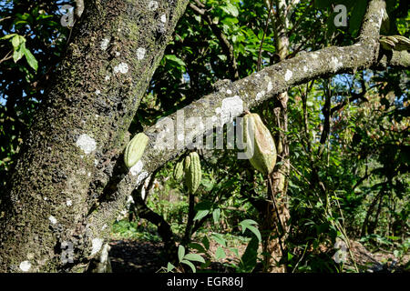 Les cabosses de cacao Theobroma cacao poussant sur un arbre en plantation mixte. République dominicaine iles du Caraïbes Antilles Banque D'Images