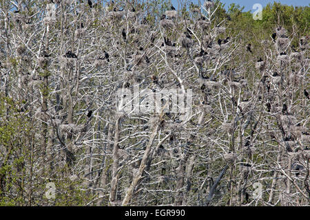 Colonie de cormorans, de Rügen, Allemagne, Europe / Phalacrocor Banque D'Images