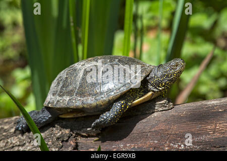 La tortue cistude (Emys orbicularis), l'Allemagne, de l'Europe Banque D'Images