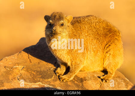 Le portrait d'une rock hyrax soleil, la Namibie. Banque D'Images