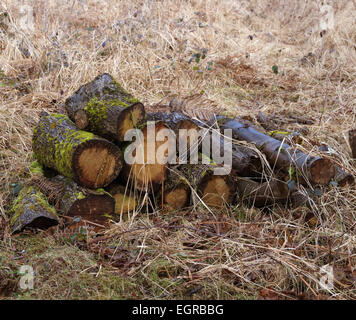 Pile de grumes coupées fraîchement humide, prêt pour le jeu. 1er mars 2015 Banque D'Images