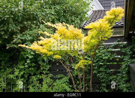 Acer palmatum 'Dissectum Garnet', érable japonais. Jardin vert en juillet, la Suède. Banque D'Images