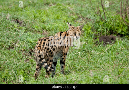 Serval cat standing in plains Banque D'Images