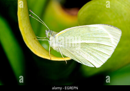 Pieris rapae Nom commun Petit blanc l'un des papillons connu comme le chou blanc. Banque D'Images