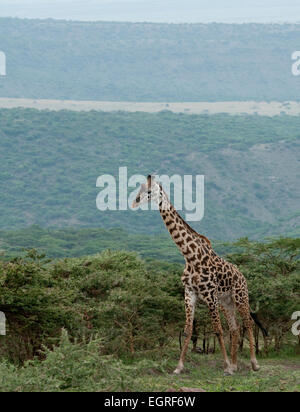 Girafe de Masai walking dans la Ngorongoro Conservation Area Banque D'Images